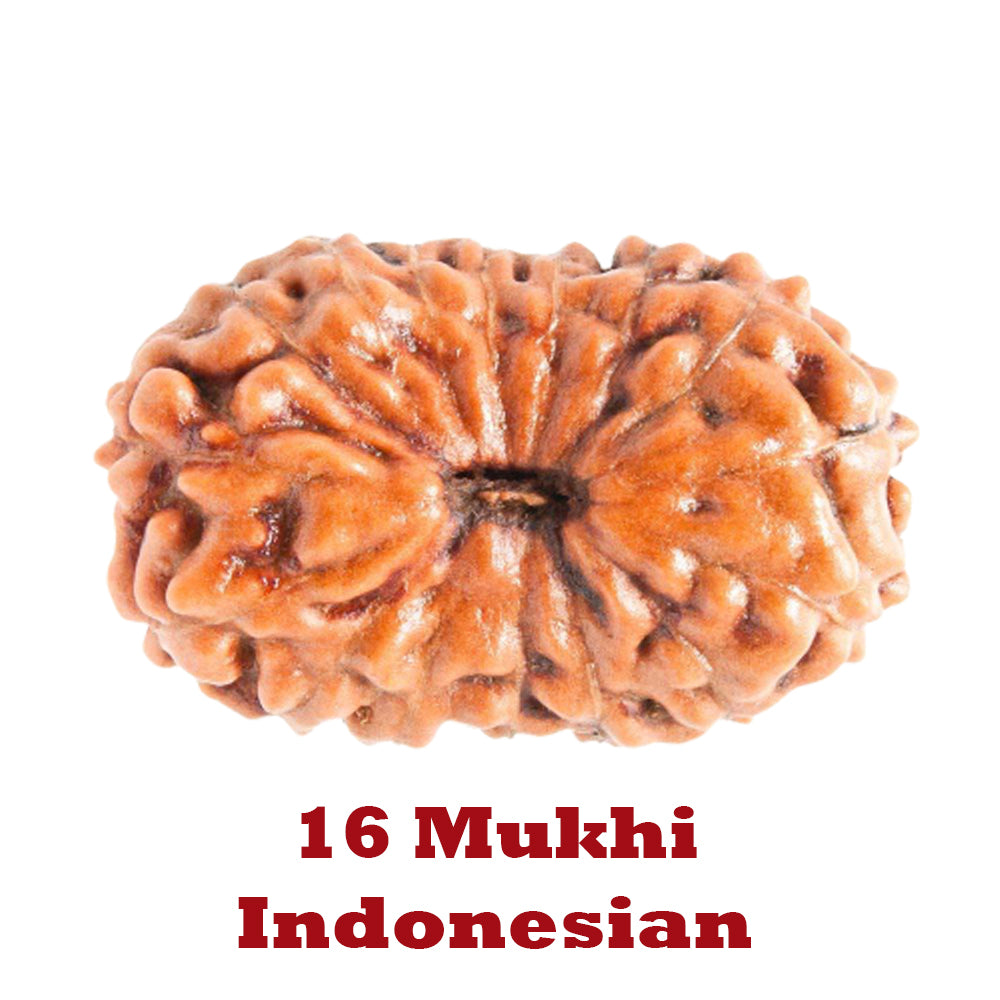 16 Mukhi Rudraksha - Indonesian