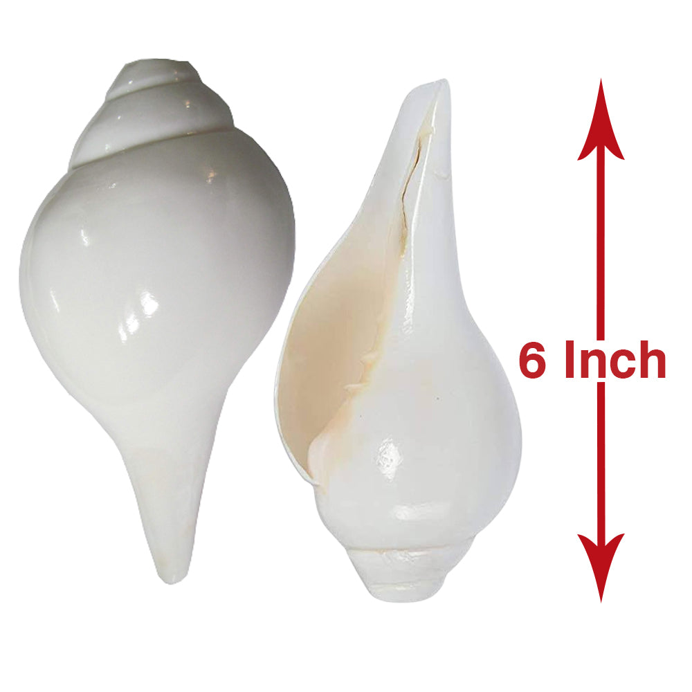Vamavarti Blowing Shankh (6 inch)