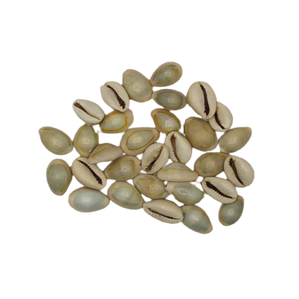 Puja Kaudi | Kauri | Cowri Sea Shell (Natural Off White | 25mm)