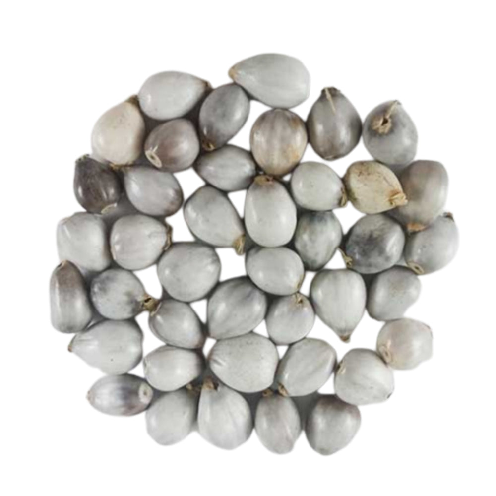 vaijayanti flower seeds Vaijanti Seeds – Saptraag