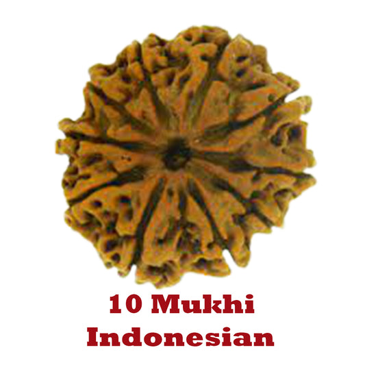 10 Mukhi Rudraksha - Indonesian