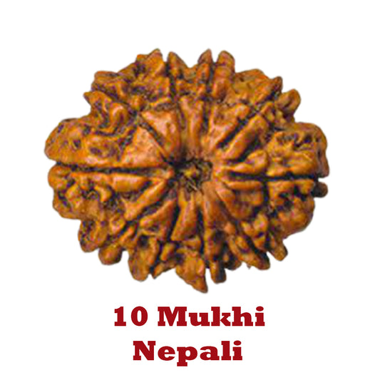 10 Mukhi Rudraksha - Nepali