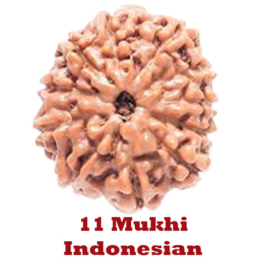 11 Mukhi Rudraksha - Indonesian