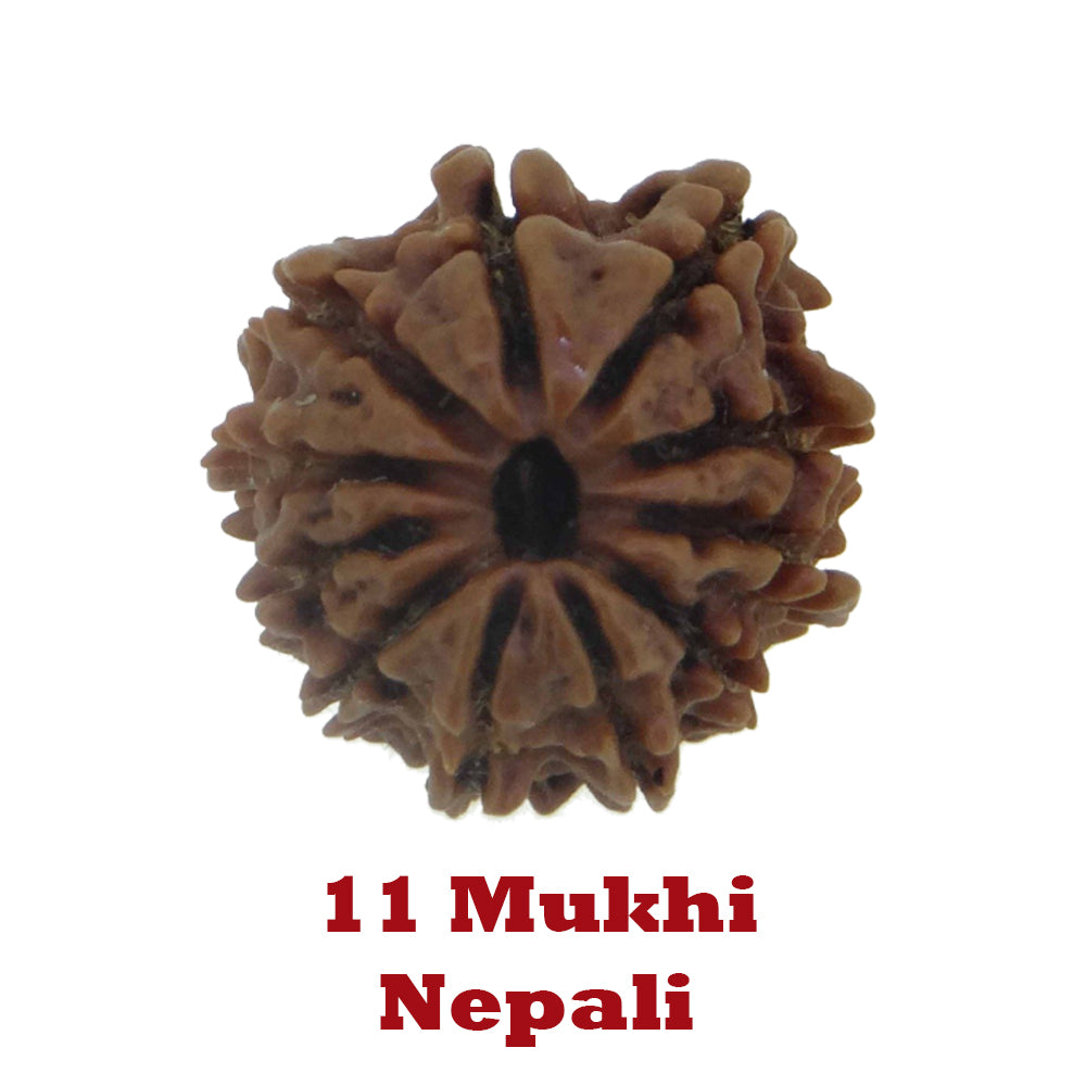 11 Mukhi Rudraksha - Nepali