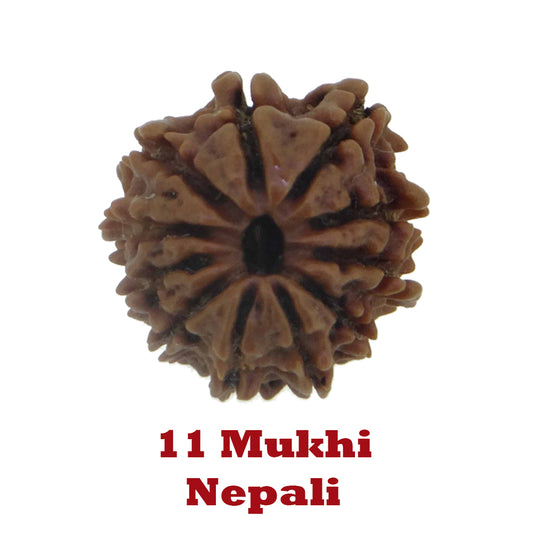 11 Mukhi Rudraksha - Nepali