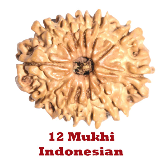12 Mukhi Rudraksha - Indonesian