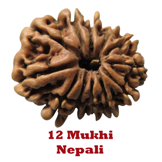 12 Mukhi Rudraksha - Nepali