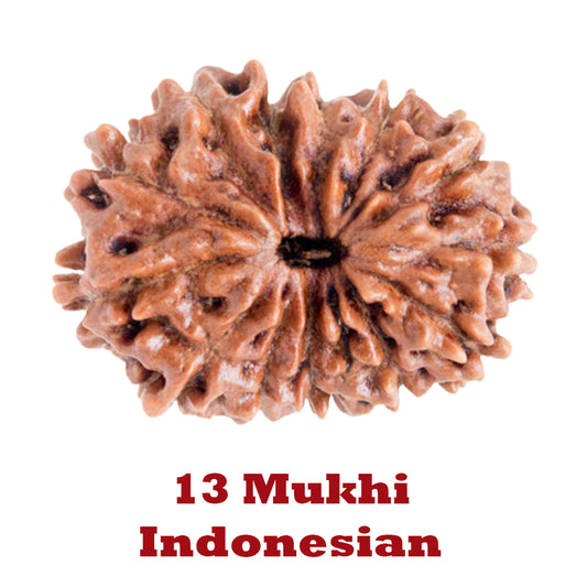 13 Mukhi Rudraksha - Indonesian