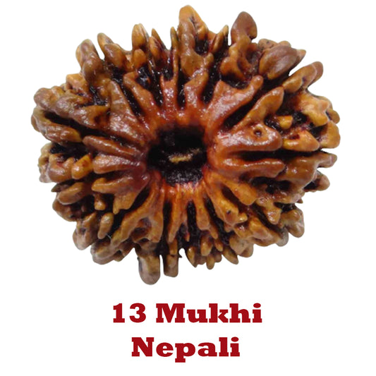 13 Mukhi Rudraksha - Nepali