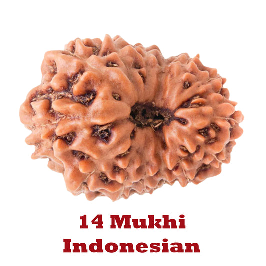 14 Mukhi Rudraksha - Indonesian