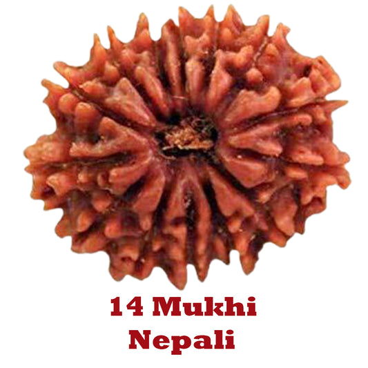 14 Mukhi Rudraksha - Nepali