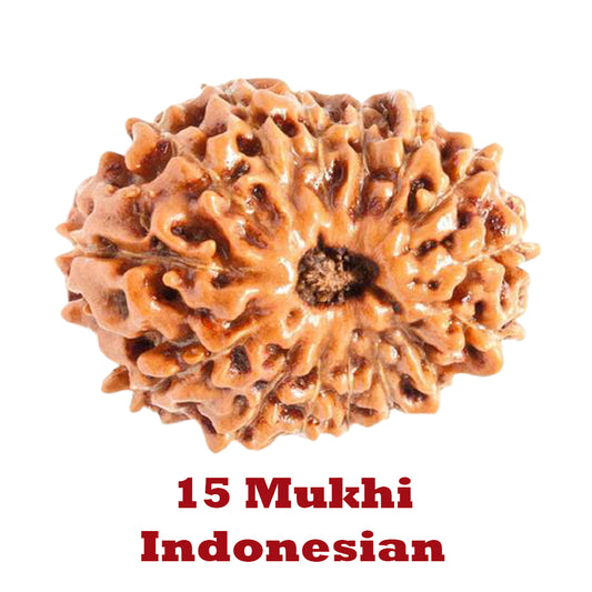 15 Mukhi Rudraksha - Indonesian