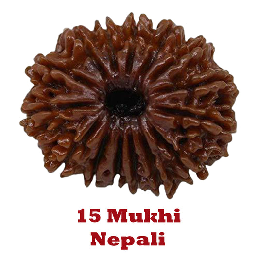 15 Mukhi Rudraksha - Nepali