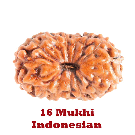16 Mukhi Rudraksha - Indonesian