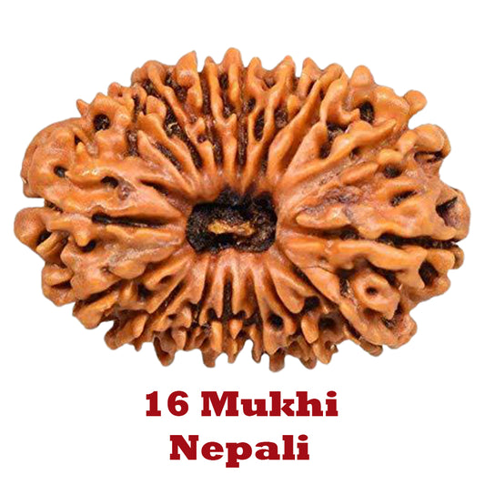 16 Mukhi Rudraksha - Nepali