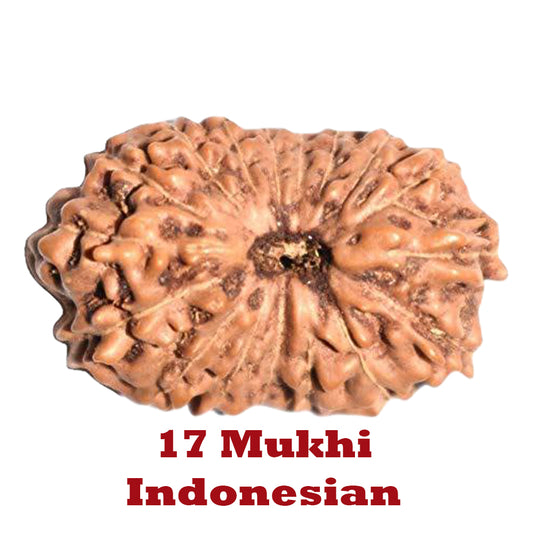 17 Mukhi Rudraksha - Indonesian