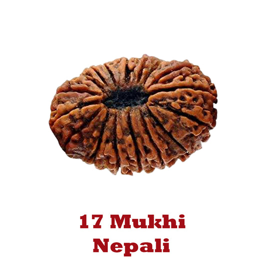 17 Mukhi Rudraksha - Nepali