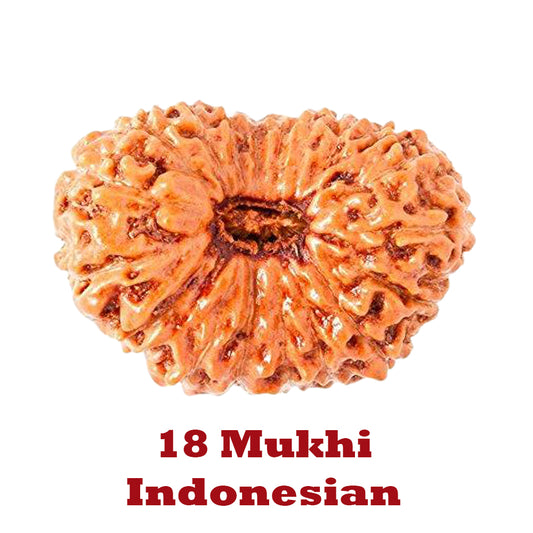 18 Mukhi Rudraksha - Indonesian