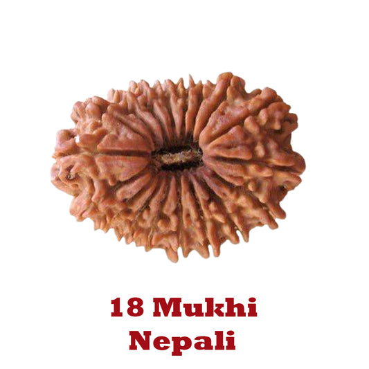 18 Mukhi Rudraksha - Nepali