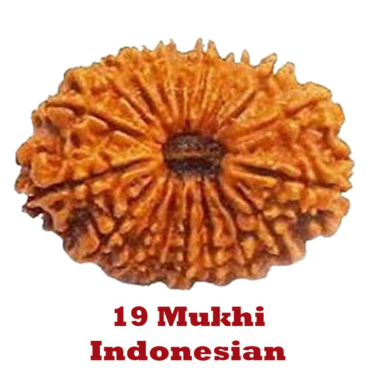 19 Mukhi Rudraksha - Indonesian