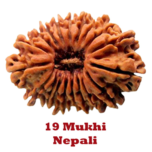 19 Mukhi Rudraksha - Nepali