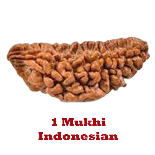 1 Mukhi Rudraksha - Indonesian