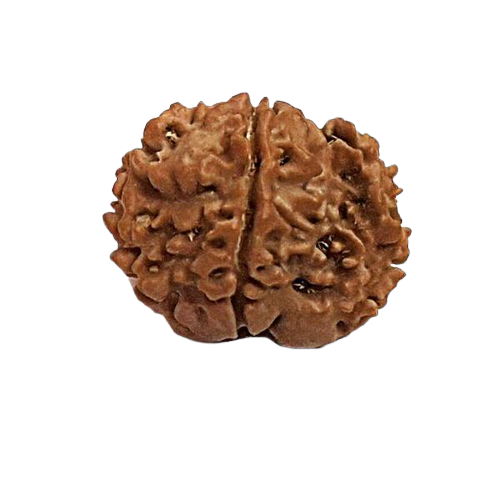 1 Mukhi Rudraksha - Nepali (Undeveloped)