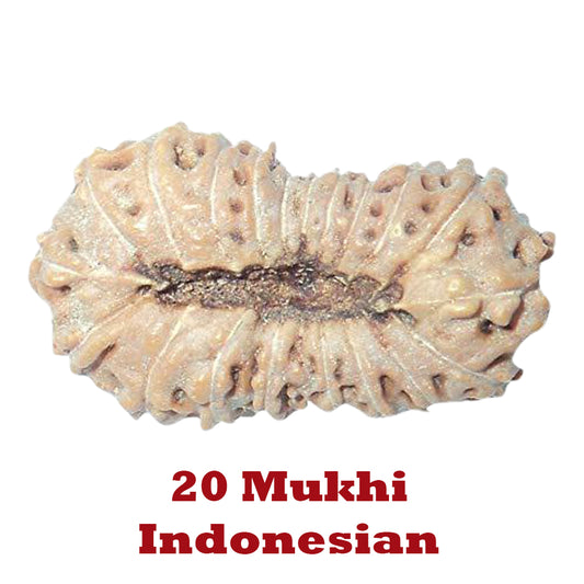 20 Mukhi Rudraksha - Indonesian