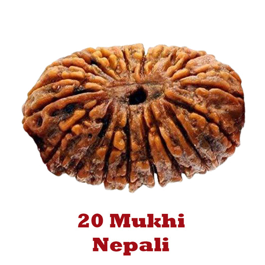 20 Mukhi Rudraksha - Nepali