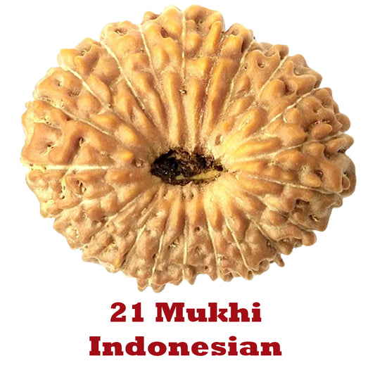 21 Mukhi Rudraksha - Indonesian