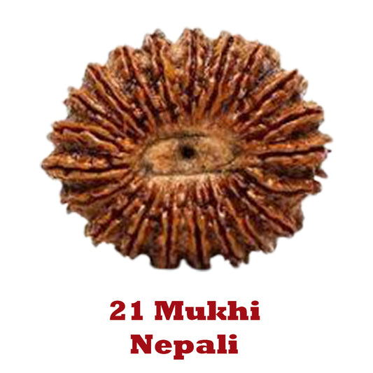 21 Mukhi Rudraksha - Nepali