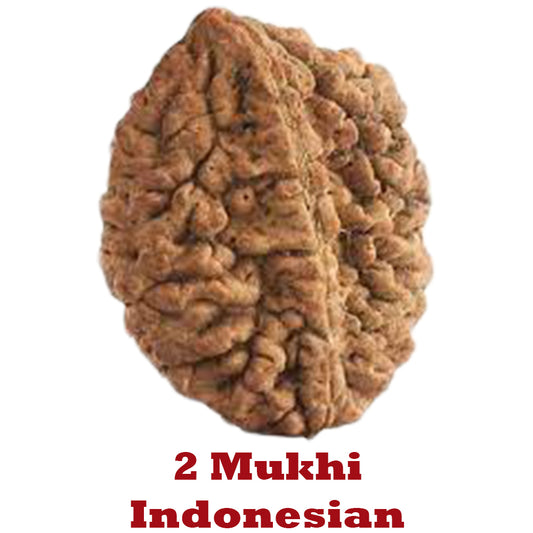 2 Mukhi Rudraksha - Indonesian