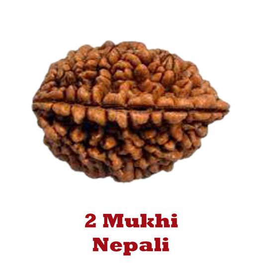 2 Mukhi Rudraksha - Nepali