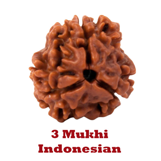 3 Mukhi Rudraksha - Indonesian