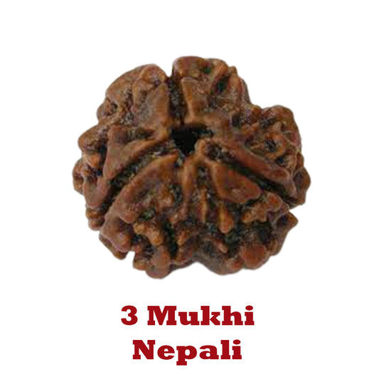 3 Mukhi Rudraksha - Nepali