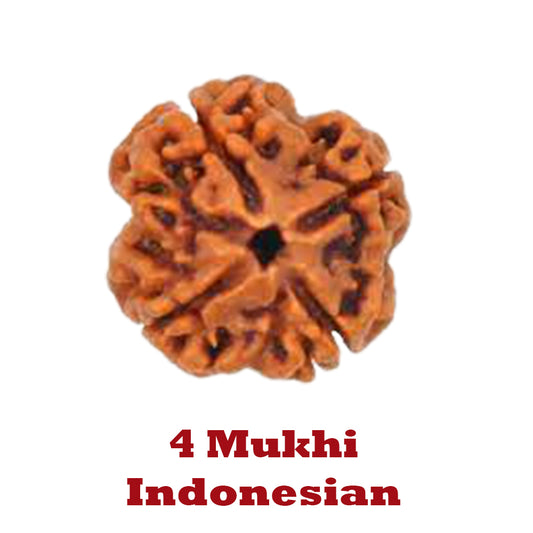 4 Mukhi Rudraksha - Indonesian