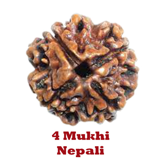 4 Mukhi Rudraksha - Nepali