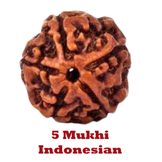 5 Mukhi Rudraksha - Indonesian