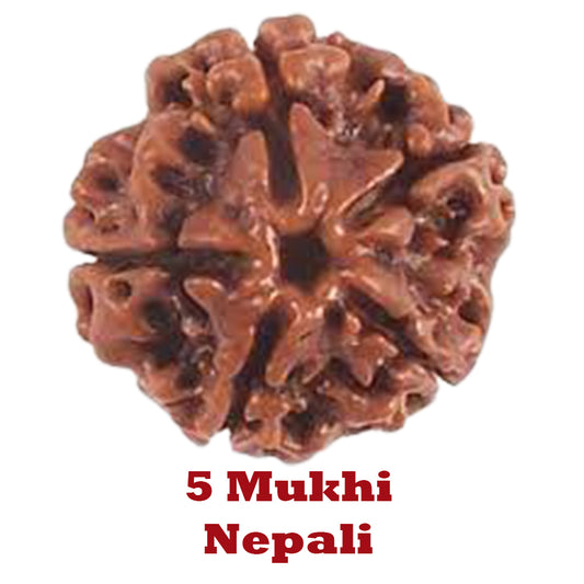 5 Mukhi Rudraksha - Nepali