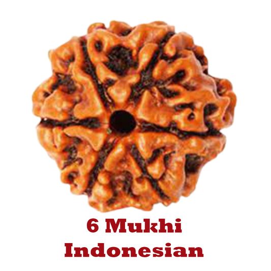 6 Mukhi Rudraksha - Indonesian