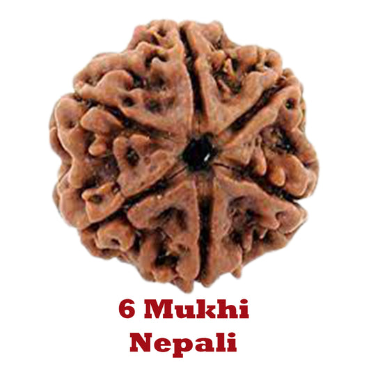 6 Mukhi Rudraksha - Nepali