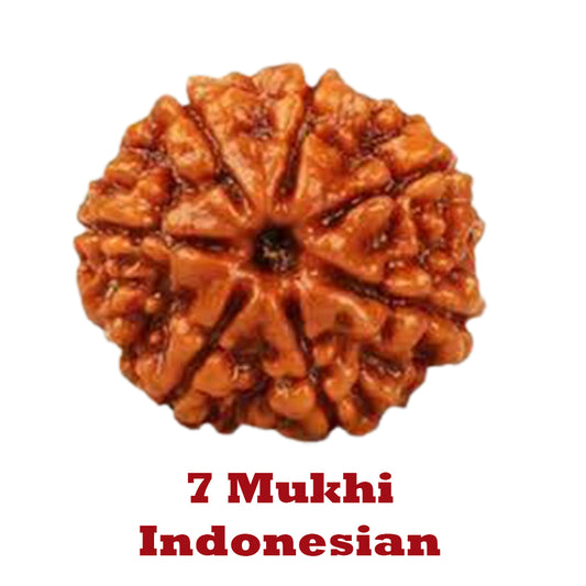7 Mukhi Rudraksha - Indonesian