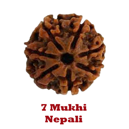 7 Mukhi Rudraksha - Nepali