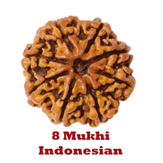 8 Mukhi Rudraksha - Indonesian
