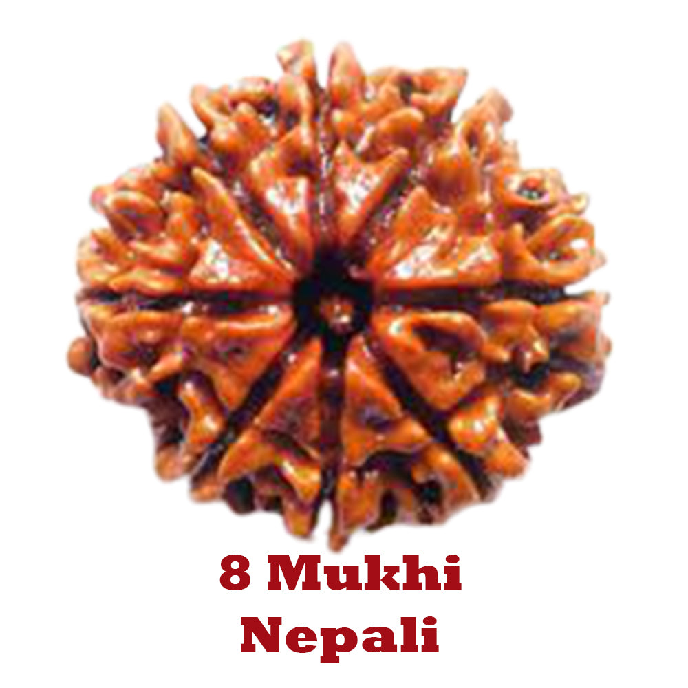 8 Mukhi Rudraksha - Nepali