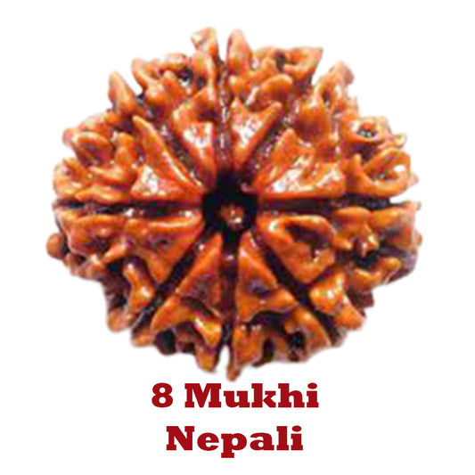 8 Mukhi Rudraksha - Nepali