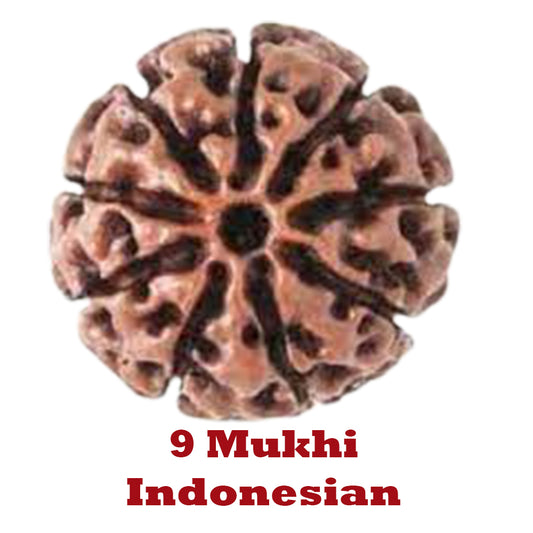 9 Mukhi Rudraksha - Indonesian