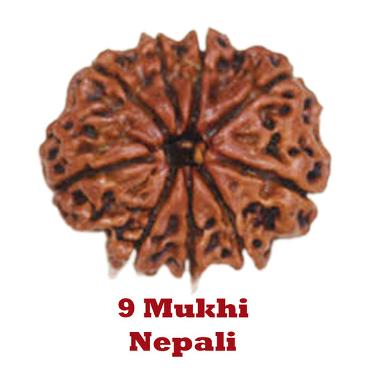 9 Mukhi Rudraksha - Nepali