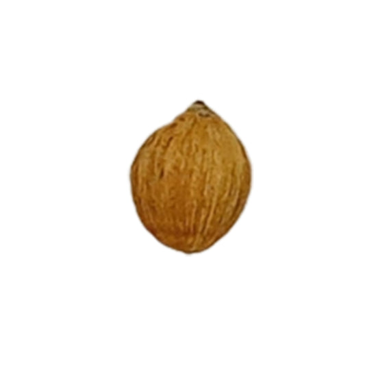 Laghu Nariyal - One eye coconut (1inch)