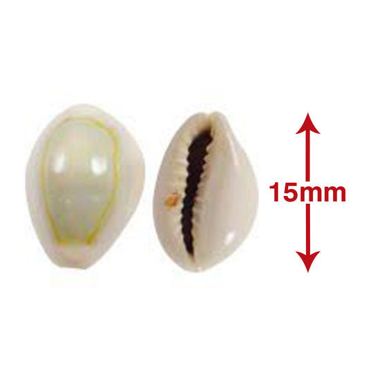 Puja Kaudi | Kauri | Cowri Sea Shell (Natural Off White  | 15mm)
